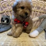 Bele (Maltese) 5