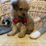 Bele (Maltese) 4