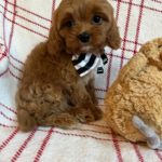 Tiny Timmy (cavapoo) 1