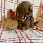 Tiny Timmy (cavapoo) 2