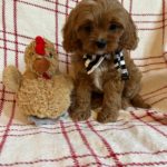 Tiny Timmy (cavapoo) 3