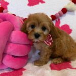 Taco (cavapoo) 6