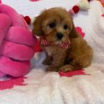 Taco (cavapoo) 5