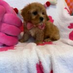 Taco (cavapoo) 4