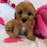 Taco (cavapoo) 1
