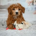 Louie (Poodle) 2