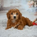 Louie (Poodle) 1