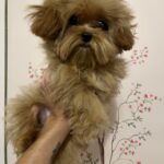 Tango (maltipoo) 8