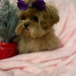 Tango (maltipoo) 14