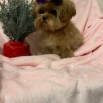 Tango (maltipoo) 9