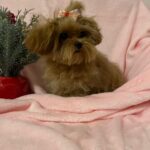 Tango (maltipoo) 7