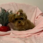 Tango (maltipoo) 4