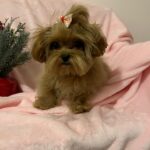 Tango (maltipoo) 3