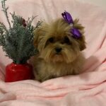 Tango (maltipoo) 2