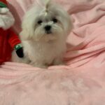 Gigi (maltese) 1