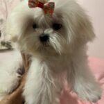 Gigi (maltese) 12