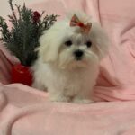 Gigi (maltese) 7