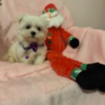 Tina (maltese) 4