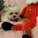 Tina (maltese) 7