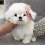 Bele (Maltese) 1