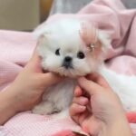 Bele (Maltese) 2