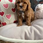 Louie (cavapoo)