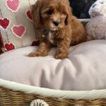 Louie (cavapoo) 1