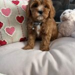 Louie (cavapoo) 4