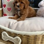 Louie (cavapoo) 2