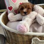 Louie (cavapoo) 3