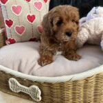 Casey (cavapoo) 1