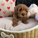 Casey (cavapoo) 8