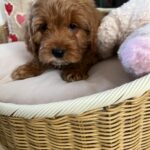 Casey (cavapoo) 2