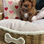 Casey (cavapoo) 3