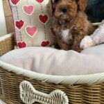 Casey (cavapoo) 4