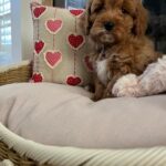 Casey (cavapoo) 5