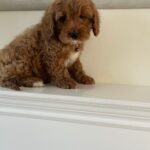 Casey (cavapoo) 6