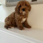 Casey (cavapoo) 7