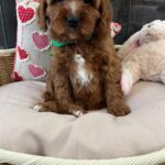 Luke (cavapoo) 1