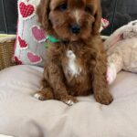 Luke (cavapoo) 7