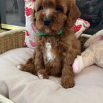 Luke (cavapoo) 2