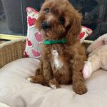 Luke (cavapoo) 3