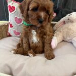 Luke (cavapoo) 4