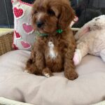 Luke (cavapoo) 5