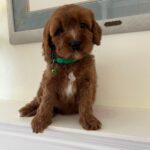 Luke (cavapoo) 6