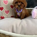 Violet (cavapoo) 1