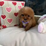 Violet (cavapoo) 4