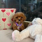 Violet (cavapoo) 2