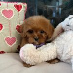 Violet (cavapoo) 5