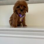 Violet (cavapoo) 6